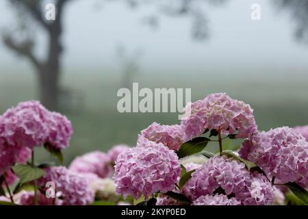 Rosa Hortensienbüsche vor dem Hintergrund von Nebel Stockfoto