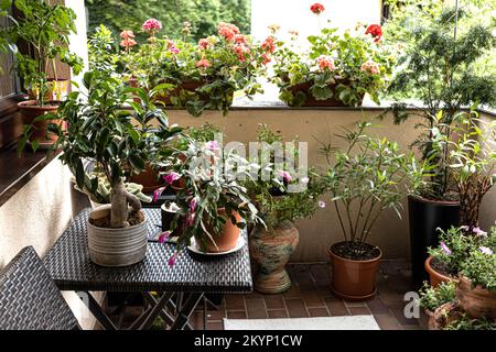 Gepflegter Balkon, gesäumt mit vielen Pflanzentöpfen Stockfoto