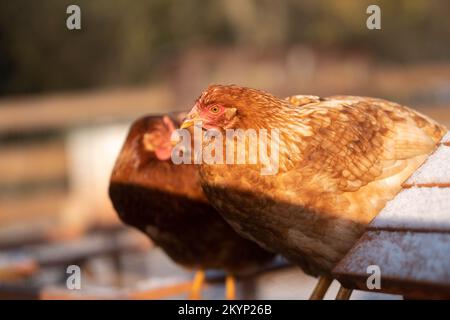 Zwei rote Hennen im Schnee. Freilandhaltung und Bio-Rasse Hen. Öko-Bauernhof Hausvogel. Stockfoto