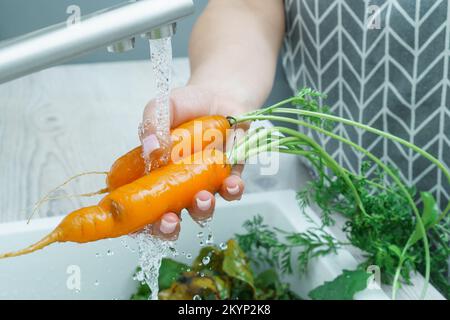 Weibliche Hände waschen frische Karotten unter Wasserstrahl in der Küchenspüle. Dreckige rohe Orangenkarotte mit grünem Zug. Kochen, Zutaten zubereiten, foo Stockfoto