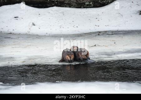 Drei Kanadische Beaver-Familienmitglieder Auf Dem Eis Im Frühling Stockfoto