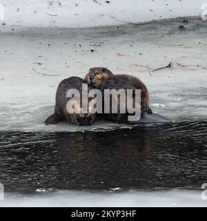 Drei Kanadische Beaver-Familienmitglieder Auf Dem Eis Im Frühling Stockfoto