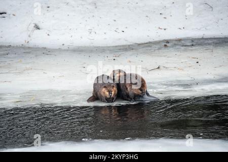 Drei Kanadische Beaver-Familienmitglieder Auf Dem Eis Im Frühling Stockfoto