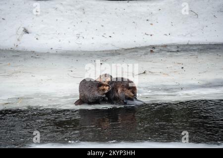 Drei Kanadische Beaver-Familienmitglieder Auf Dem Eis Im Frühling Stockfoto