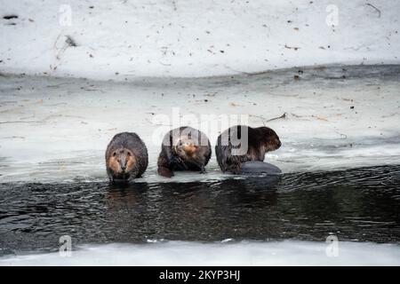 Drei Kanadische Beaver-Familienmitglieder Auf Dem Eis Im Frühling Stockfoto