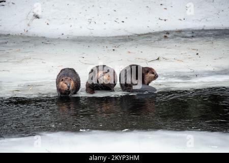 Drei Kanadische Beaver-Familienmitglieder Auf Dem Eis Im Frühling Stockfoto