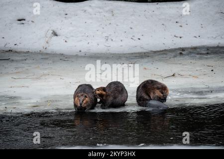 Drei Kanadische Beaver-Familienmitglieder Auf Dem Eis Im Frühling Stockfoto