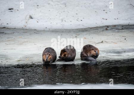 Drei Kanadische Beaver-Familienmitglieder Auf Dem Eis Im Frühling Stockfoto