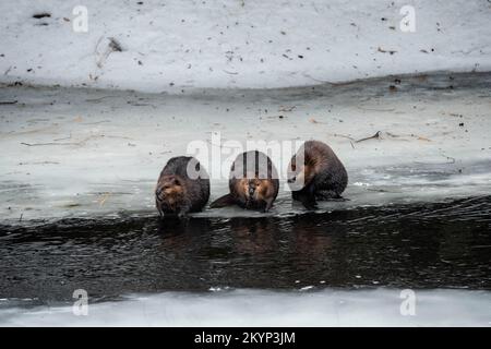 Drei Kanadische Beaver-Familienmitglieder Auf Dem Eis Im Frühling Stockfoto