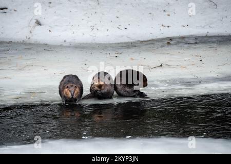 Drei Kanadische Beaver-Familienmitglieder Auf Dem Eis Im Frühling Stockfoto