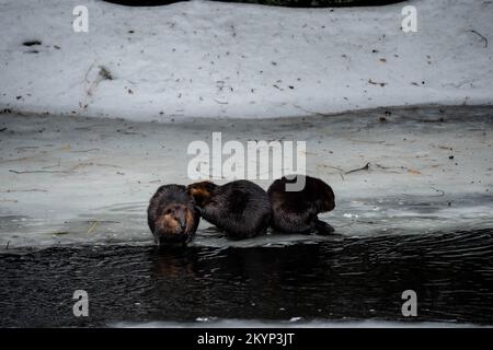 Drei Kanadische Beaver-Familienmitglieder Auf Dem Eis Im Frühling Stockfoto