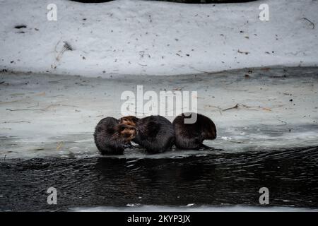 Drei Kanadische Beaver-Familienmitglieder Auf Dem Eis Im Frühling Stockfoto