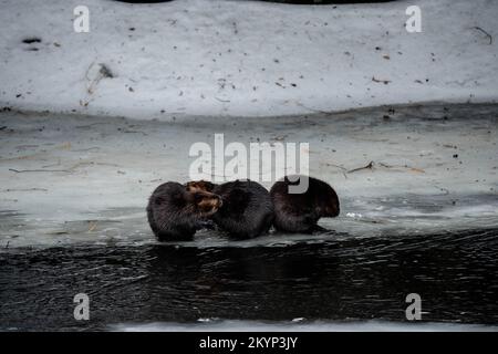 Drei Kanadische Beaver-Familienmitglieder Auf Dem Eis Im Frühling Stockfoto