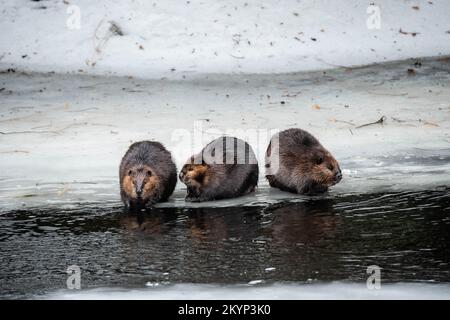 Drei Kanadische Beaver-Familienmitglieder Auf Dem Eis Im Frühling Stockfoto