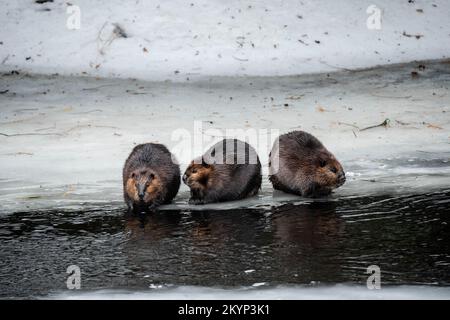 Drei Kanadische Beaver-Familienmitglieder Auf Dem Eis Im Frühling Stockfoto