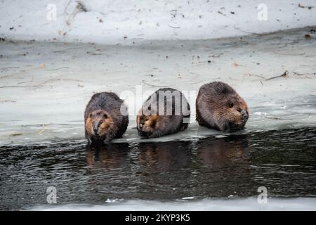 Drei Kanadische Beaver-Familienmitglieder Auf Dem Eis Im Frühling Stockfoto