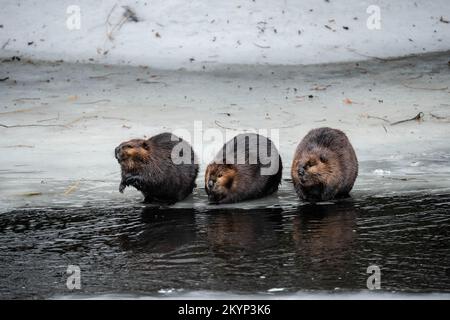 Drei Kanadische Beaver-Familienmitglieder Auf Dem Eis Im Frühling Stockfoto