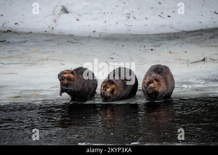 Drei Kanadische Beaver-Familienmitglieder Auf Dem Eis Im Frühling Stockfoto