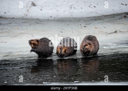 Drei Kanadische Beaver-Familienmitglieder Auf Dem Eis Im Frühling Stockfoto