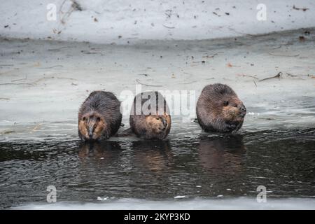 Drei Kanadische Beaver-Familienmitglieder Auf Dem Eis Im Frühling Stockfoto