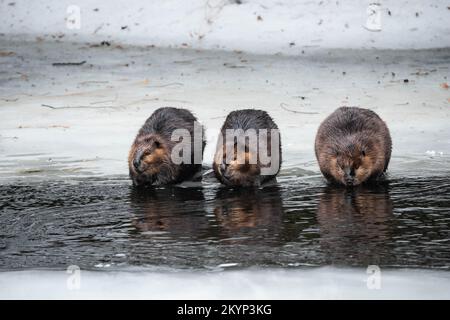 Drei Kanadische Beaver-Familienmitglieder Auf Dem Eis Im Frühling Stockfoto