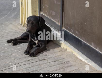 Ein verschlafener, schwarzer streunender Hund vor einem verlassenen Laden Stockfoto