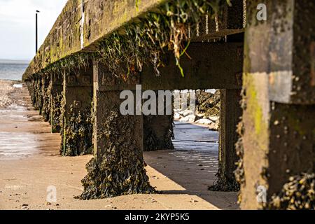 Seetang an Holzstützen an der Küste Stockfoto