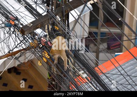 Ein wilder Affe betritt die Stadt Hua hin, Thailand, auf der Suche nach Nahrung. Stockfoto