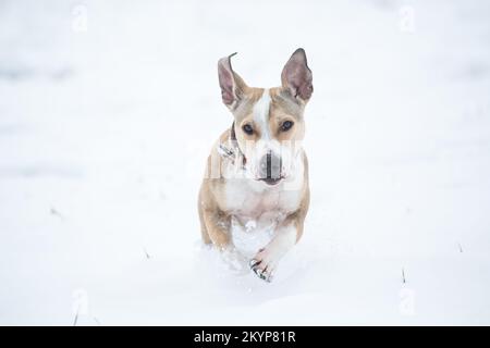 Brauner Hund, der im Schnee rennt Stockfoto