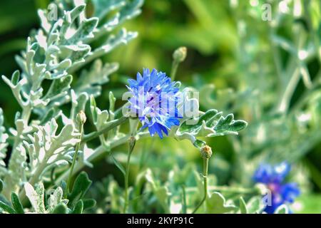 Blaue Kornblume im Garten. Centaurea blauer, unscharfer Hintergrund. Natürlicher floraler Hintergrund. Stockfoto