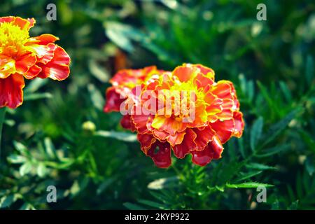 Orangefarbene und rote Tageten oder Ringelblumen im heimischen Garten. Tagesetes blüht an einem sonnigen Tag auf einem grünen Hintergrund eines Hausgartens. Stockfoto
