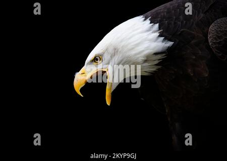 Porträt eines stolzen, hübschen und wütenden Weißkopfadlers, der von der Seite auf schwarzem Hintergrund schreit Stockfoto