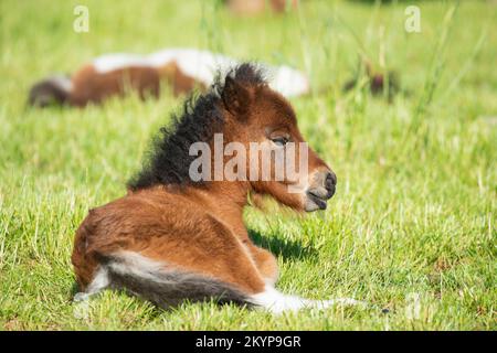 Süßes Fohlen von einem shetland-Pony, das auf einem grünen Grasfeld liegt Stockfoto