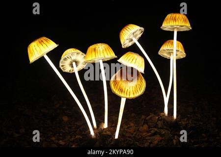 Suzan Vagoose - Heligan Lantern Nacht - Pilze Stockfoto