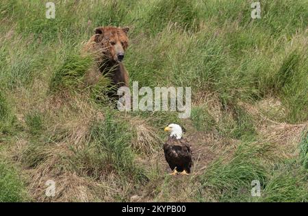 Nordamerika; Vereinigte Staaten; Alaska; McNeil River; Wildtiere; Vögel; Raubtiere; Weißkopfadler; Haliaeetus leucocephalus; Braunbär; Ursus arctos Stockfoto