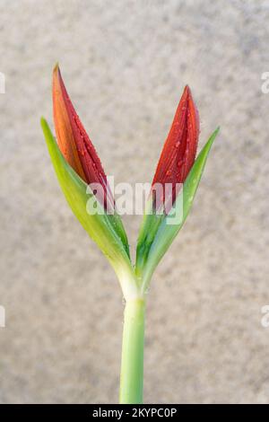 Riesige helle Knospen der roten Lilienblüte Amaryllis im Garten mit Wassertropfen aus der Nähe Stockfoto