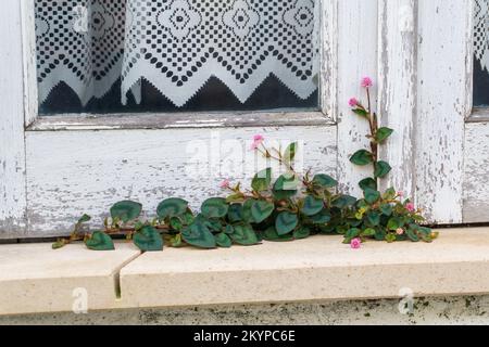 Die Persikaria capitata wuchs und blühte aus nächster Nähe auf dem Fensterbrett des Hauses Stockfoto