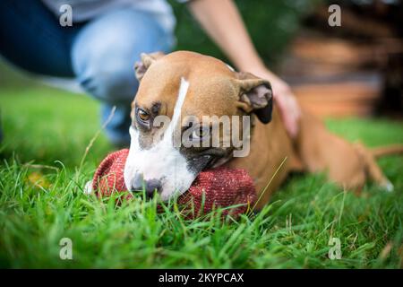American Pit Bull Terrier mit Spielzeug Stockfoto