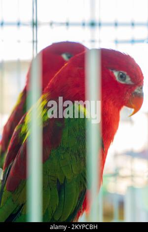 Ein Paar rote Papageien Gelbe, schimmlige Loris im Käfig aus der Nähe Stockfoto