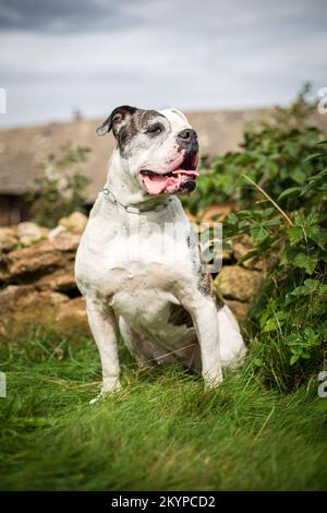 Amerikanische Bulldogge Stockfoto