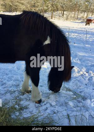 Ein isländisches Pferd isst Heu im Freien in einer verschneiten Winterlandschaft. Stockfoto