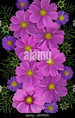 Arrangement mit rosafarbenen cosmea-Sensationsblumen und violetten Chrysanthemen auf schwarzem Hintergrund, von oben gesehen Stockfoto