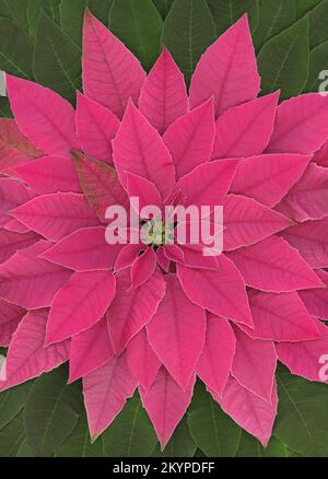 Arrangement mit einer einzelnen pinkfarbenen Poinsettienblume und Blättern, die von oben gesehen werden Stockfoto