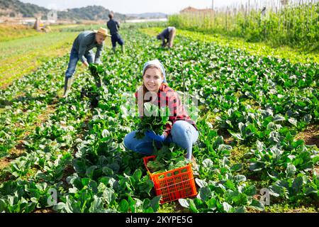 Mädchen pflücken grünen Spinat auf Gemüsefarm Plantage Stockfoto