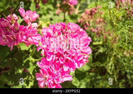 Portrait von Pelargonium zonale, gemeiner Geranium Stockfoto