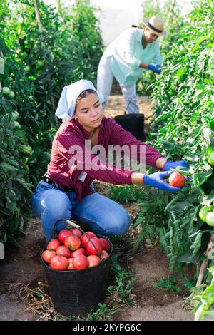 Junge Farmarbeiterin erntet rosa Tomaten auf Gemüseplantage