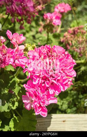 Portrait von Pelargonium zonale, gemeiner Geranium Stockfoto