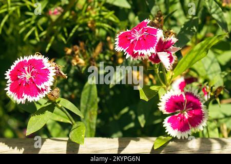 Porträt der Blume Dianthus chinensis, japanische Nelke Stockfoto