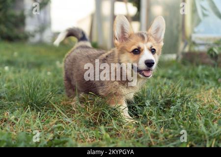 Hübscher kleiner Corgi-Hund mit Zunge, der im Sommer draußen herumläuft. Reinrassiger Hund, Haustier, schönes Hündchen. Brauner, flauschiger, süßer Welpe Stockfoto