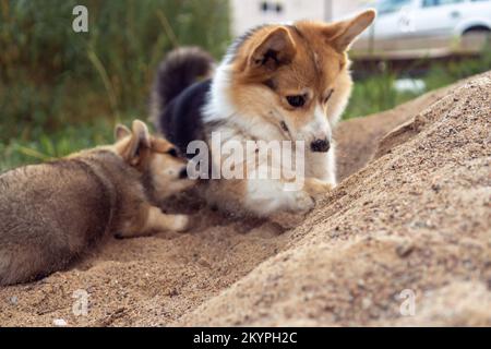 Lustige kleine Corgi-Hunde spielen in Sandhaufen. Reinrassiger Hund, Haustier, schönes Hündchen. Flauschiges, süßes Hundegrabloch mit Pfoten. Zwei Stockfoto